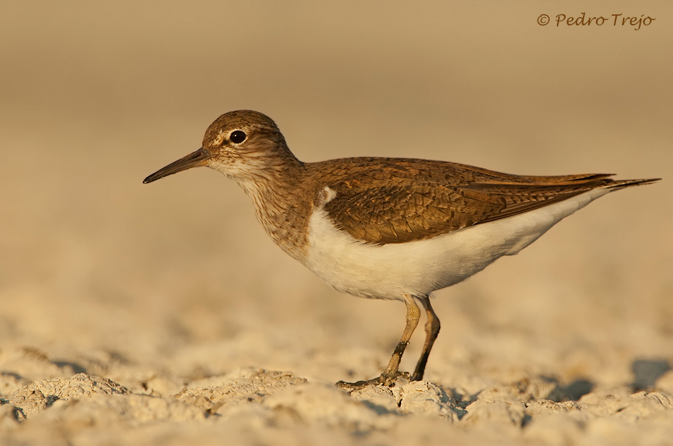 Andarrios chico ( Actitis hypoleucos)